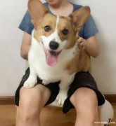 自家养19个月大纯种柯基犬借配