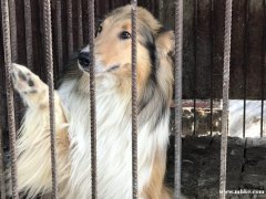 出售苏格兰牧羊犬幼仔