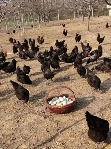 自家鲜蛋批发零售 鸡蛋、绿壳鸡蛋、鸭蛋、鹅蛋、咸鸭蛋保质保量