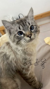 有偿领养小奶猫，寻找家人