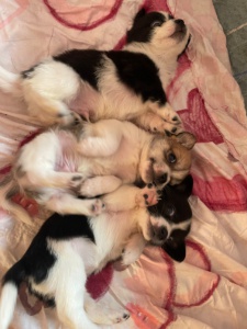 出售自己家狗狗