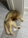 出售金渐层公猫
