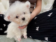 出售超小体比熊