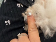 出售超小体比熊妹妹