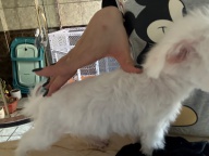 出售比熊超小体