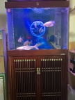 鱼缸  全新   森森品牌