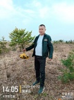 苗圃招挖树工人
