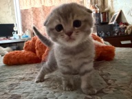 虎斑幼猫 一个月