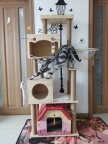 出售二手猫爬架，自提