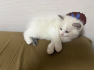 自家养的布偶幼崽出售